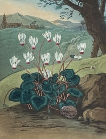 Thornton - The Persian Cyclamen