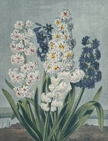 Thornton - A Group of Hyacinths