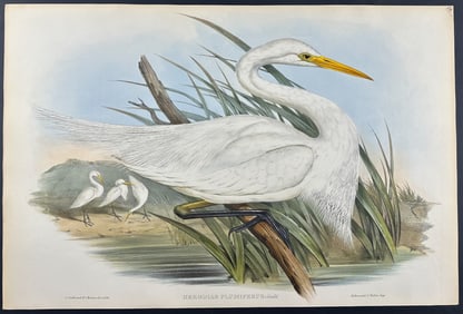 Gould, Australia - Plumed Egret