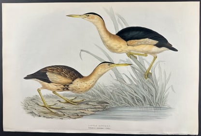 Gould - Little Bittern