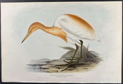 Gould - Rufous Backed Egret