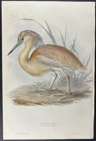Gould - Squacco Heron