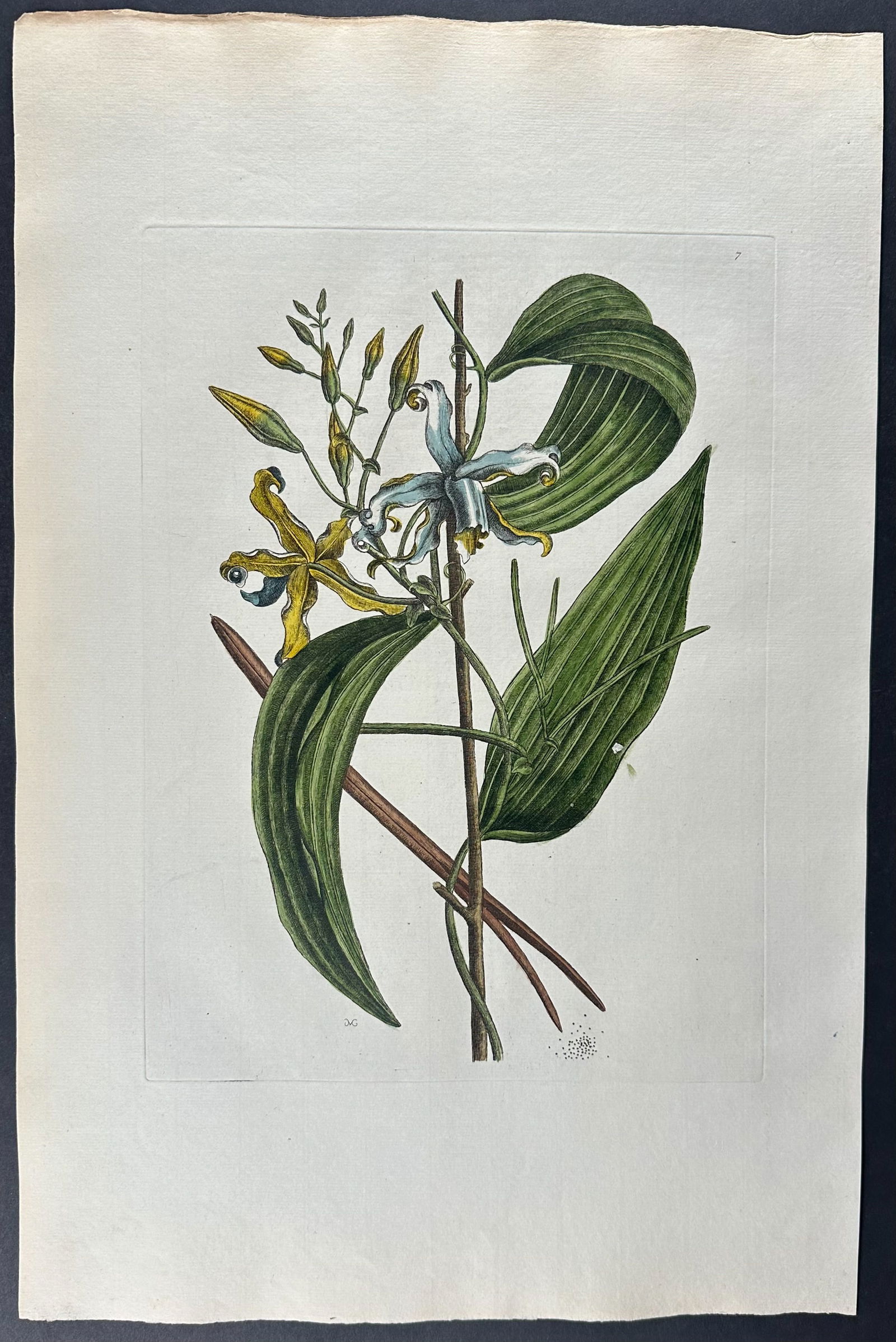 Catesby, Folio - Valelloe (Vanilla). Sup-7: We are pleased to offer this stunning originally hand-colored engraving from Mark Catesby?s The Natural History of Carolina, Florida and the Bahama Islands: Containing the Figures of Birds, Beasts, Fi