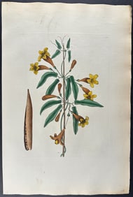 Catesby, Folio - Bigonia Americana (Cross Vine). 2-82