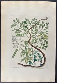 Catesby, Folio - Spotted Ribbon Snake with Brasiletto & Passion Flower. 2-51