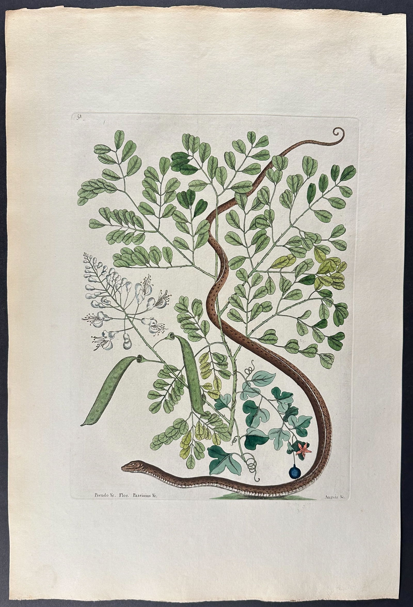 Catesby, Folio - Spotted Ribbon Snake with Brasiletto & Passion Flower. 2-51: We are pleased to offer this stunning originally hand-colored engraving from Mark Catesby?s The Natural History of Carolina, Florida and the Bahama Islands: Containing the Figures of Birds, Beasts, Fi