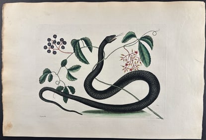 Catesby, Folio - Black Snake with Mock Grape. 2-48