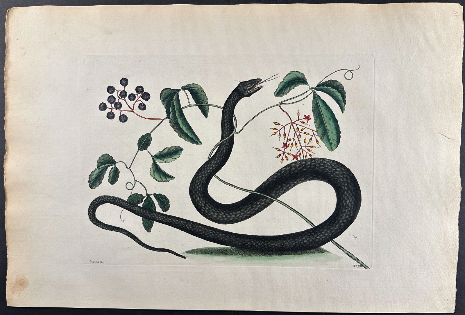 Catesby, Folio - Black Snake with Mock Grape. 2-48 (1 of 1)