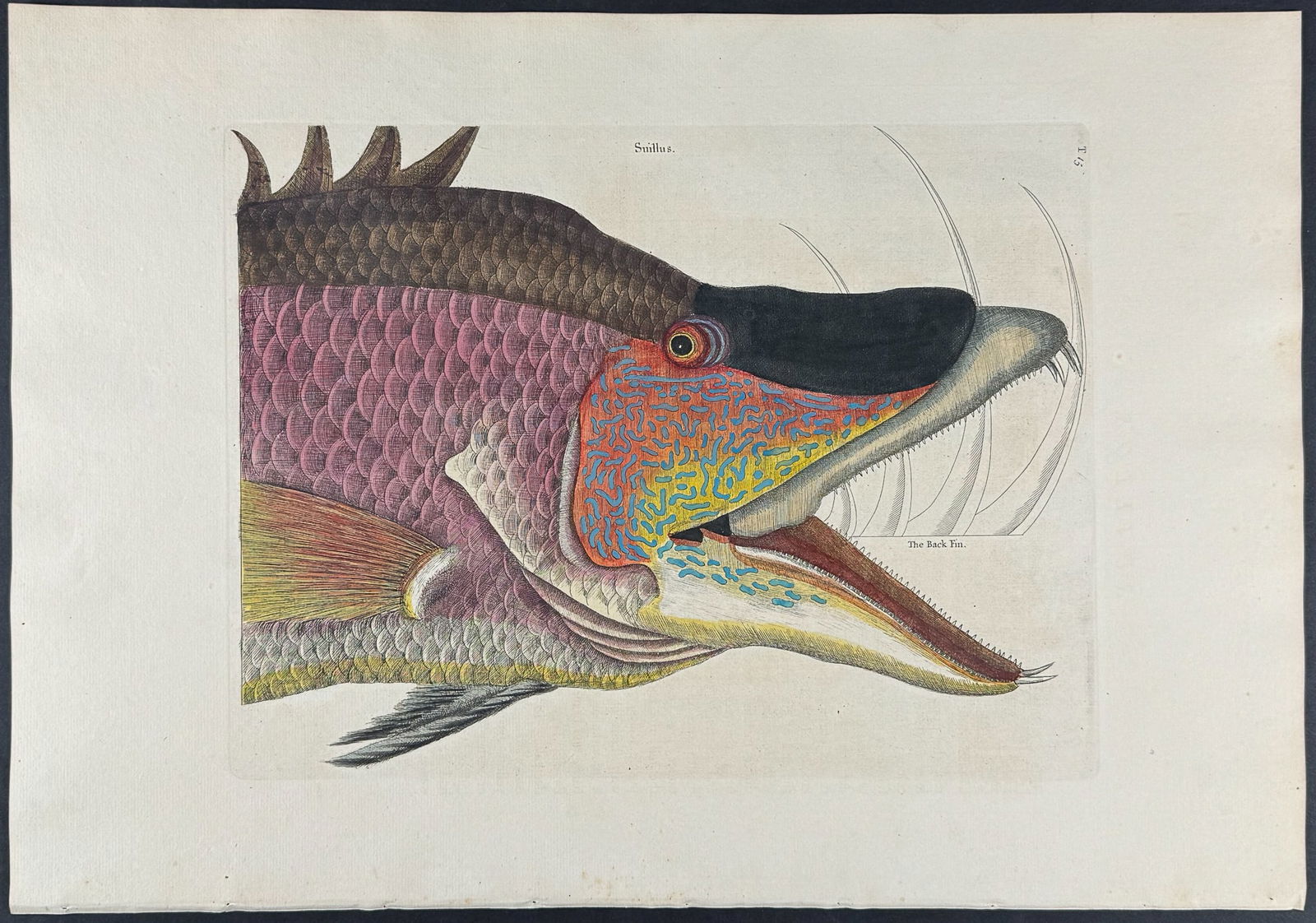 Catesby, Folio - Great Hog Fish (Head). 2-15: We are pleased to offer this stunning originally hand-colored engraving from Mark Catesby?s The Natural History of Carolina, Florida and the Bahama Islands: Containing the Figures of Birds, Beasts, Fi