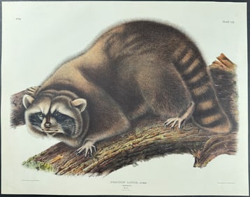 Audubon, Imperial Folio - Raccoon. 61