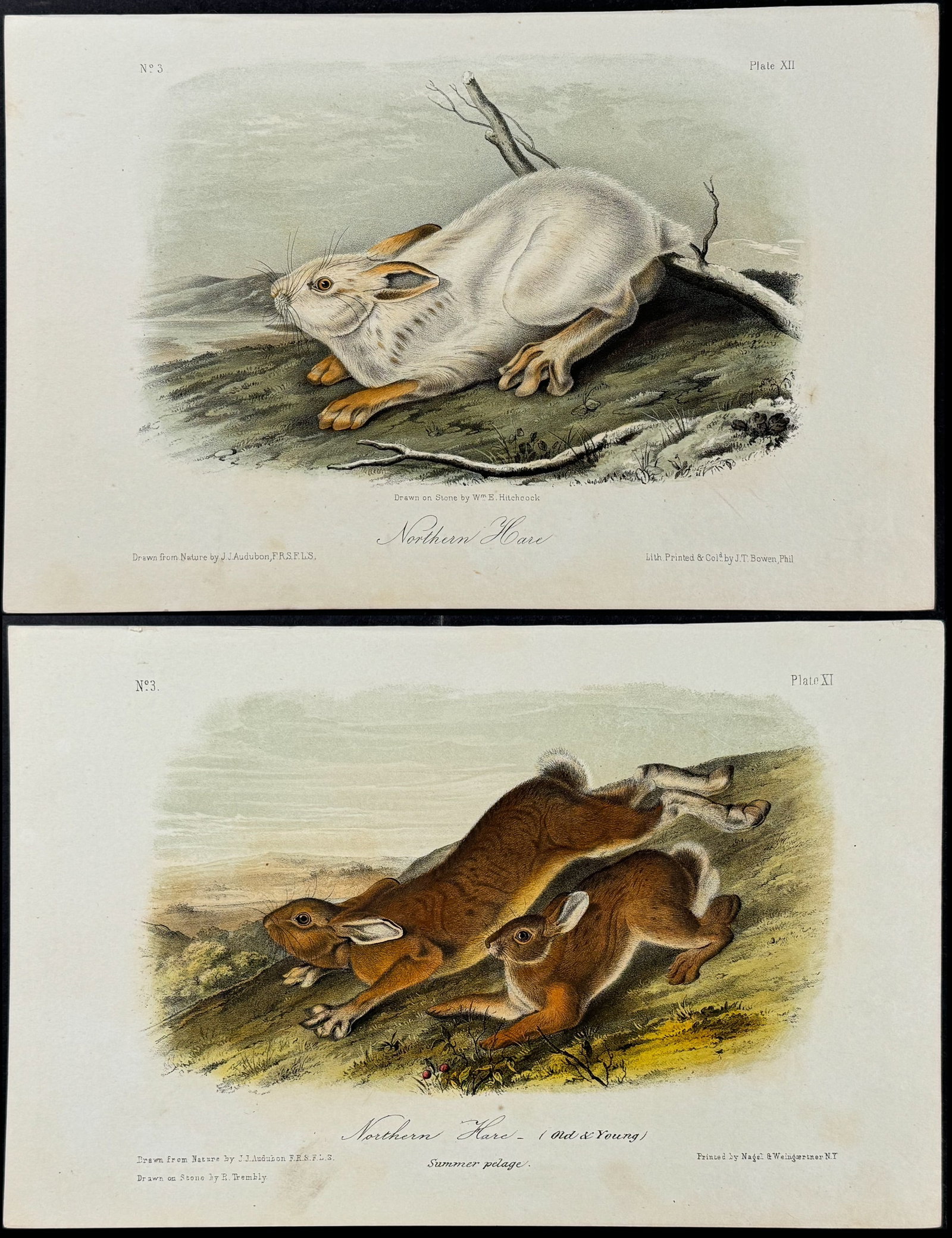 Audubon - Pair of Northern Hare Lithographs (1 of 3)