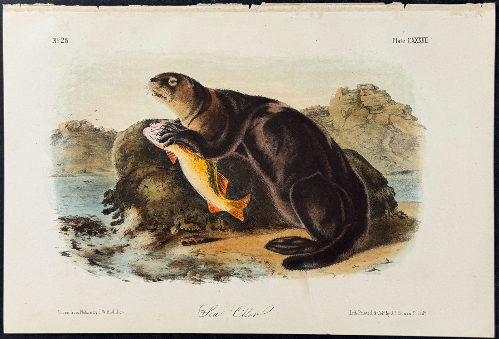 Audubon - Sea Otter. 137 (1 of 1)