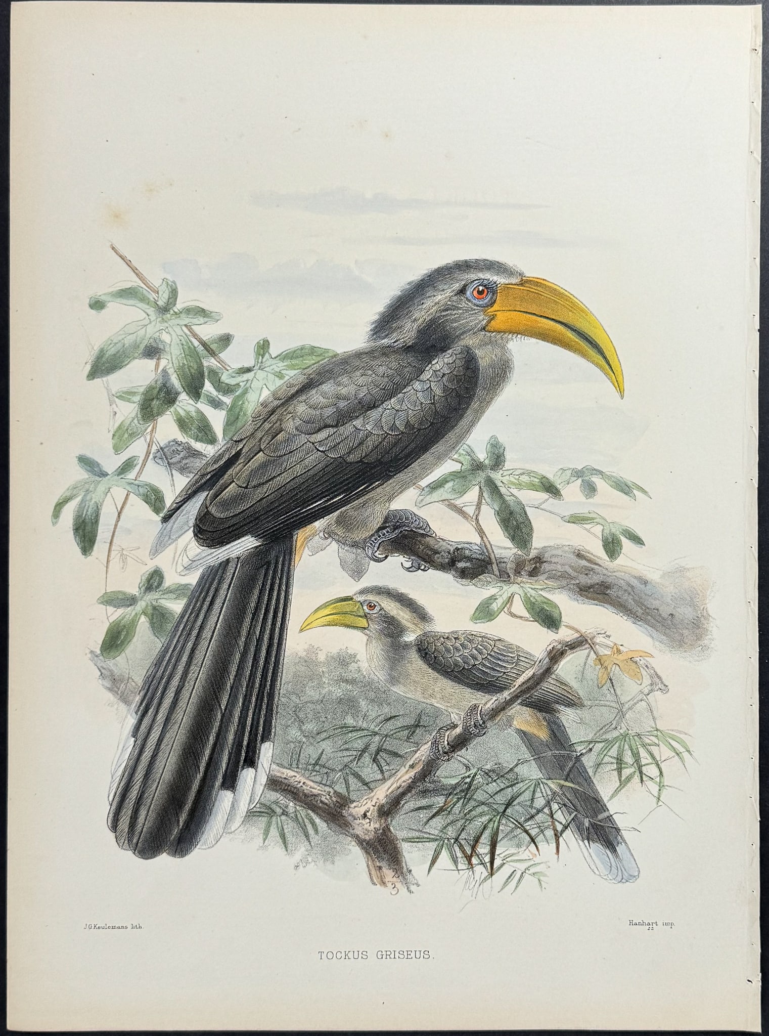 Elliot & Keulemans - Jungle Grey Hornbill: This lush folio lithograph is from Daniel Giraud Elliot's A Monograph of the Bucerotidae, or Family of the Hornbills. The work was published in New York by Taylor & Francis of London between 1877 and