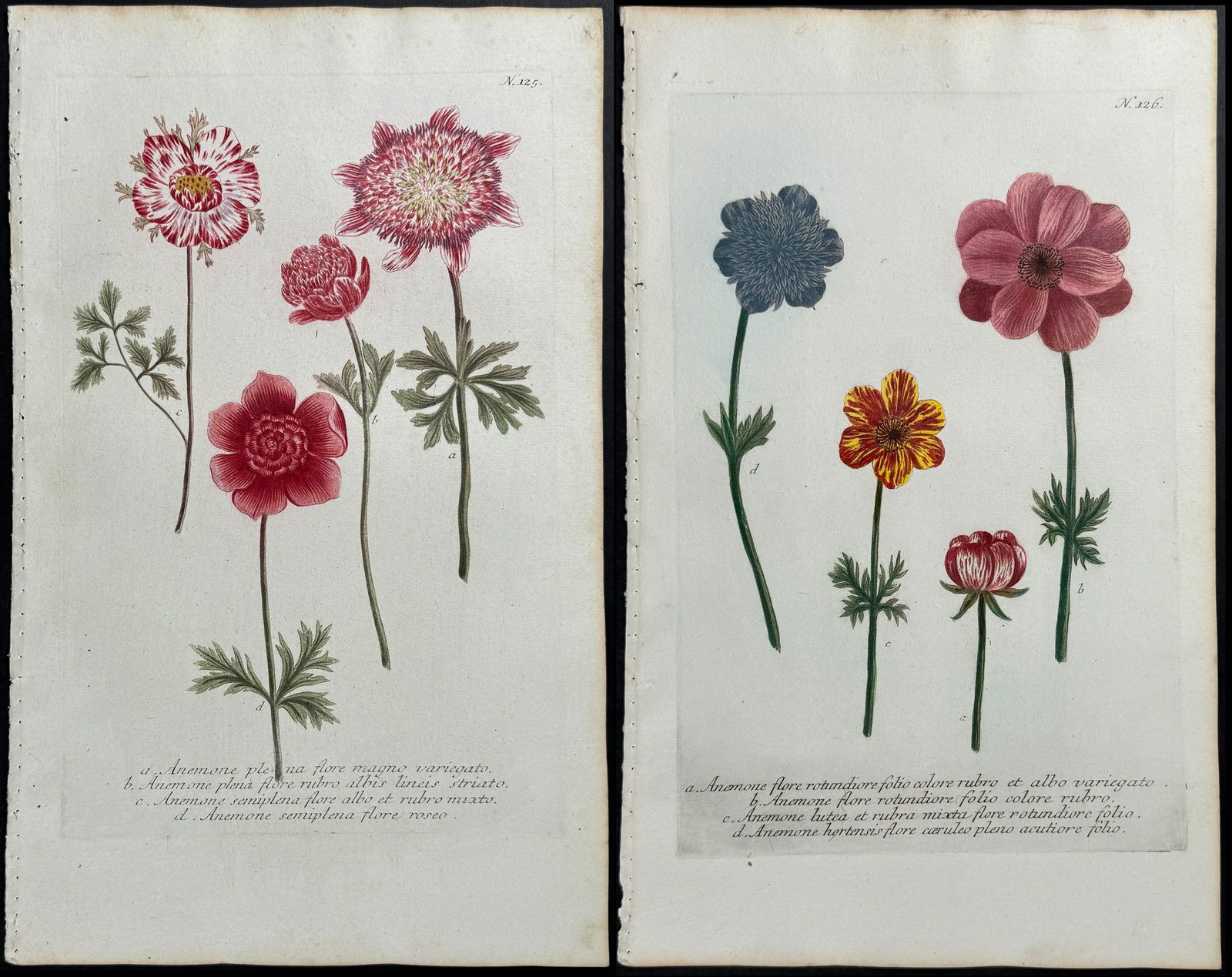 Weinmann - Pair of Anemone Engravings (1 of 3)