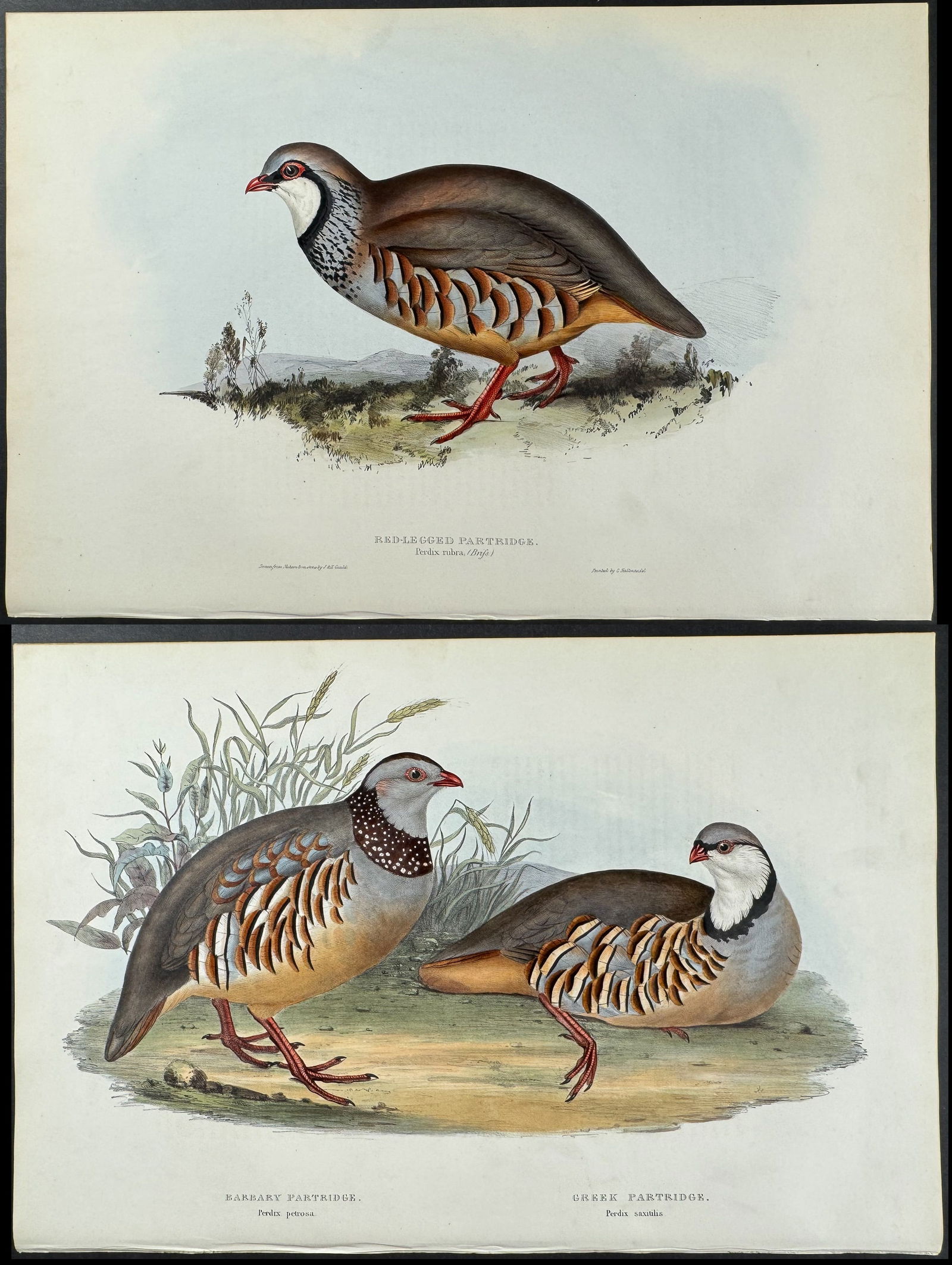 Gould - 4 Bird Lithographs: Partridge, Quail (1 of 5)