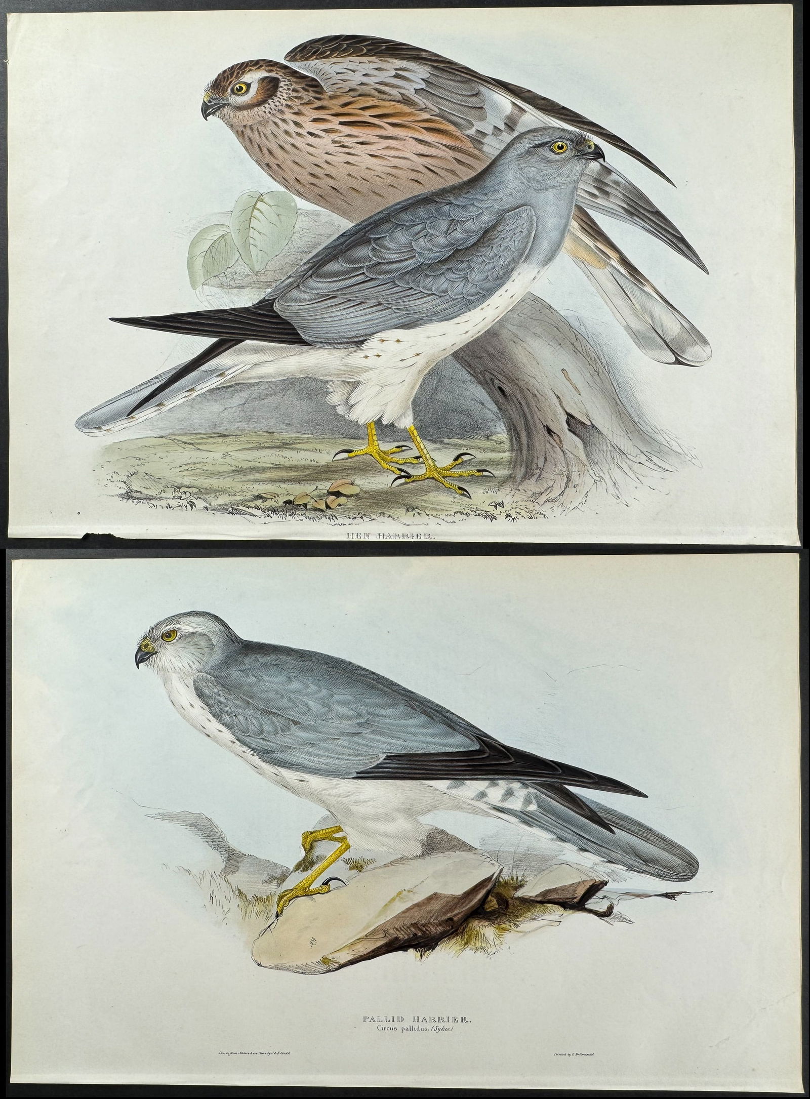 Gould - Pair of Harrier Lithographs (1 of 3)