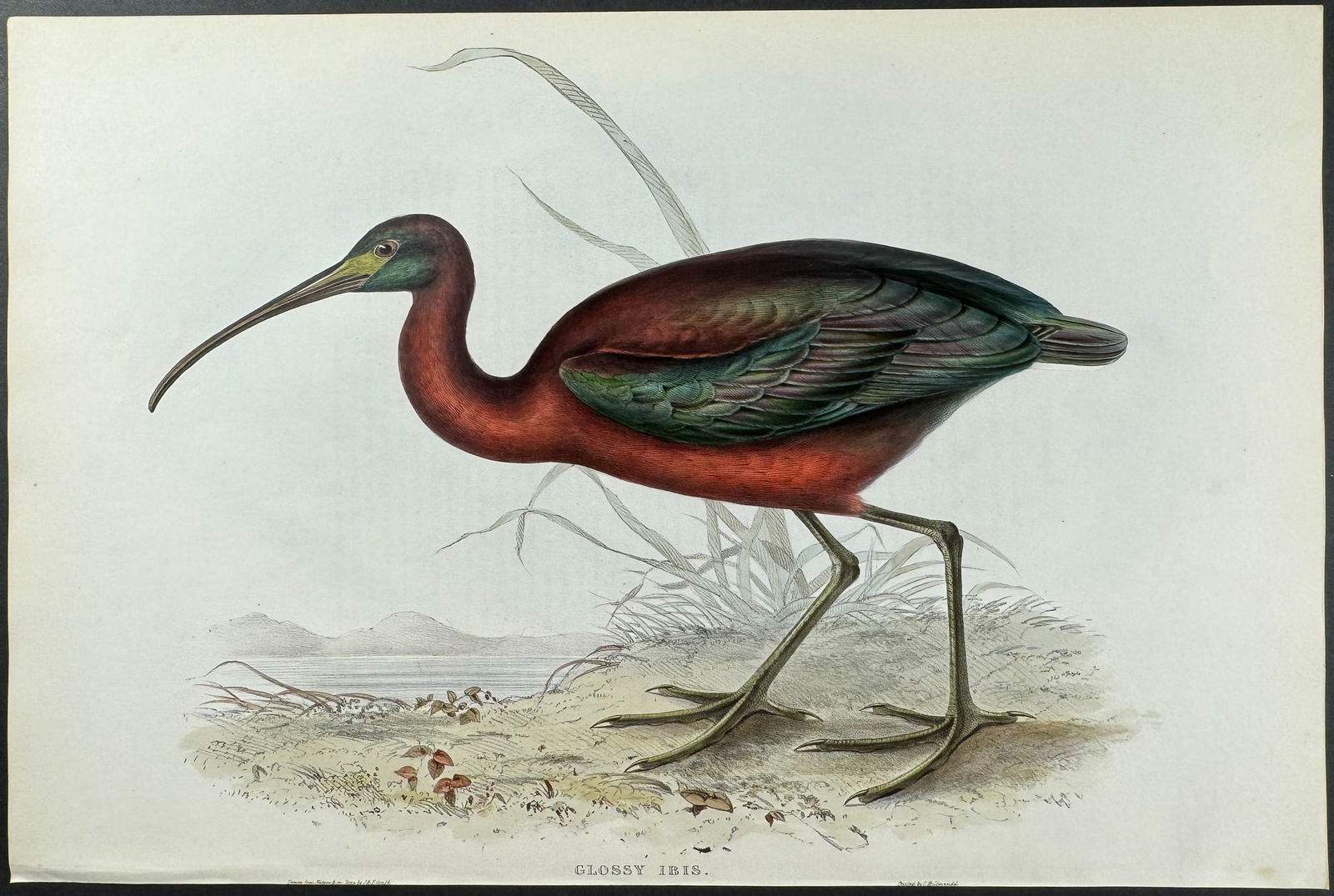 Gould - Glossy Ibis (1 of 1)