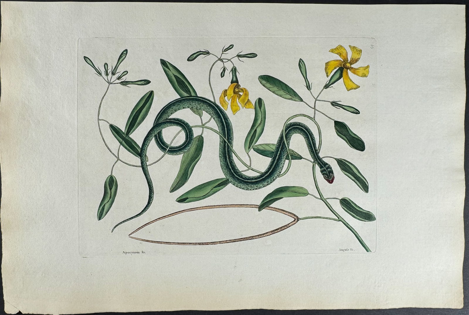 Catesby, Folio - Green Spotted Snake with Wild Unction. 2-53: We are pleased to offer this stunning originally hand-colored engraving from Mark Catesby?s The Natural History of Carolina, Florida and the Bahama Islands: Containing the Figures of Birds, Beasts, Fi