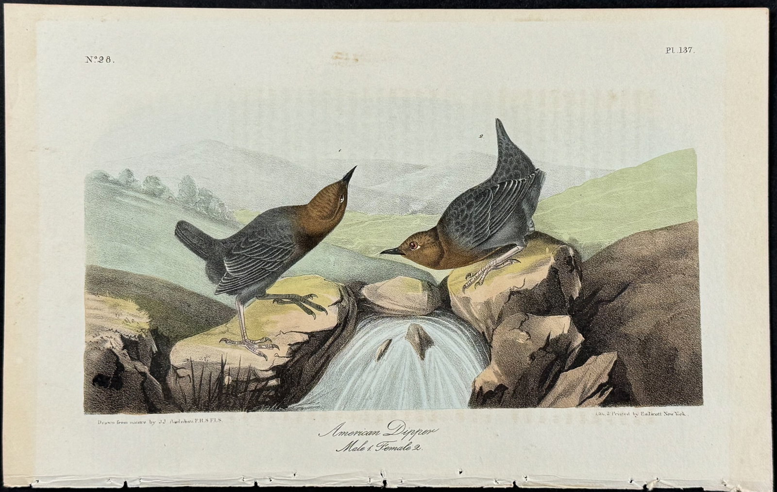 Audubon - American Dipper. 137: This hand-colored lithograph comes from John James Audubon's first octavo edition of Birds of America published from 1840 to 1844. The work was completed under the direct supervision of J. J. Audubon.
