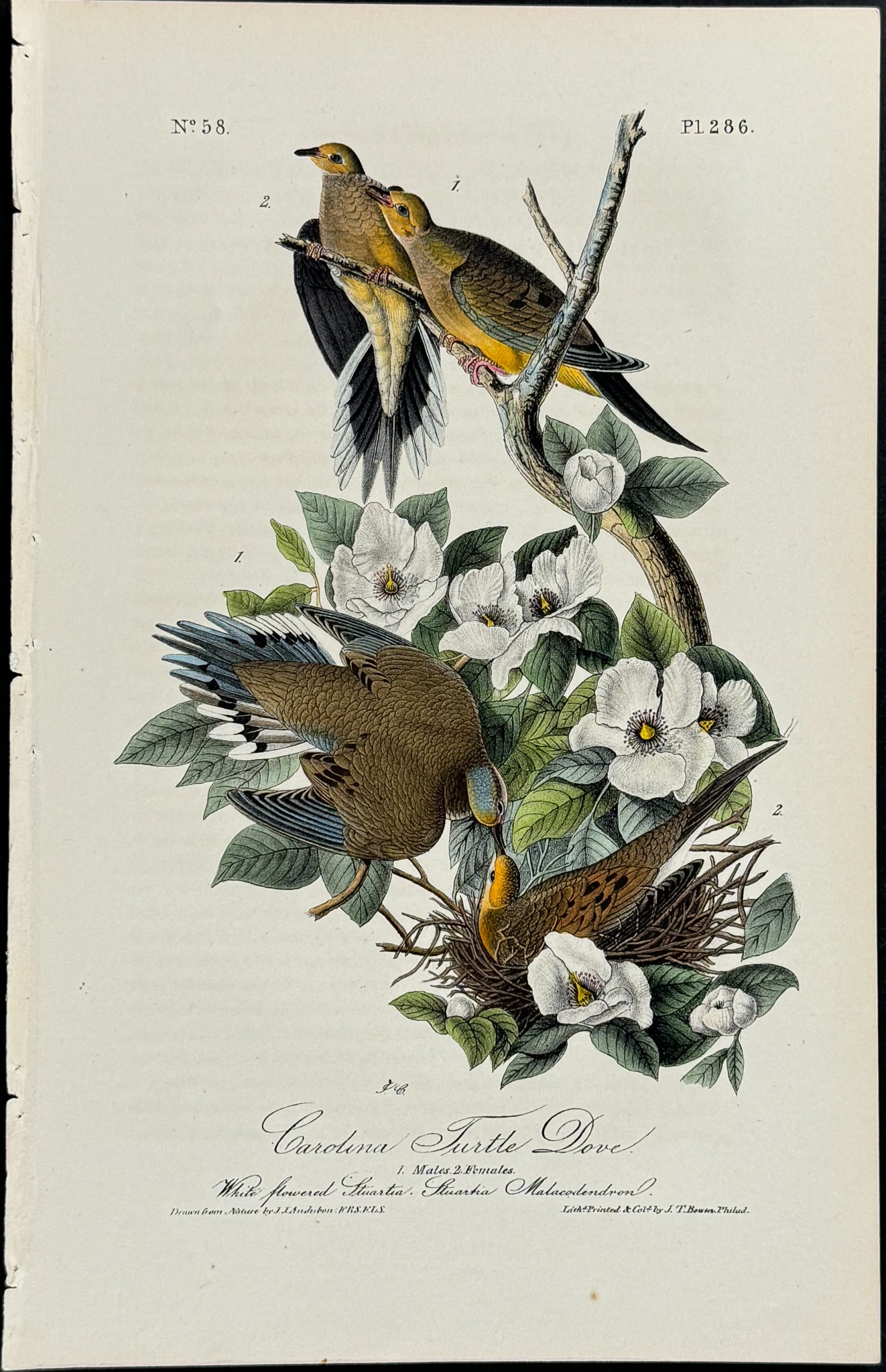 Audubon - Carolina Turtle Dove. 286 (1 of 1)