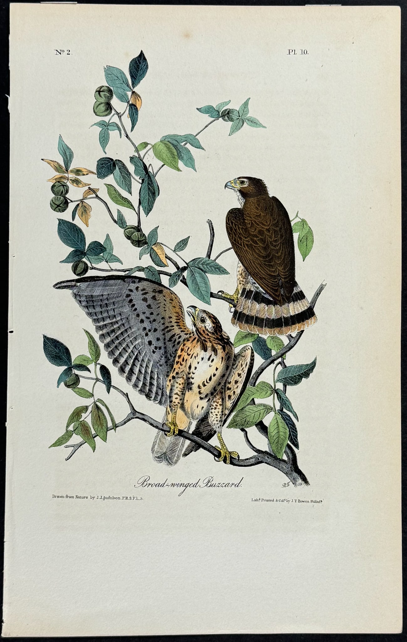 Audubon - Broad-winged Buzzard. 10 (1 of 1)