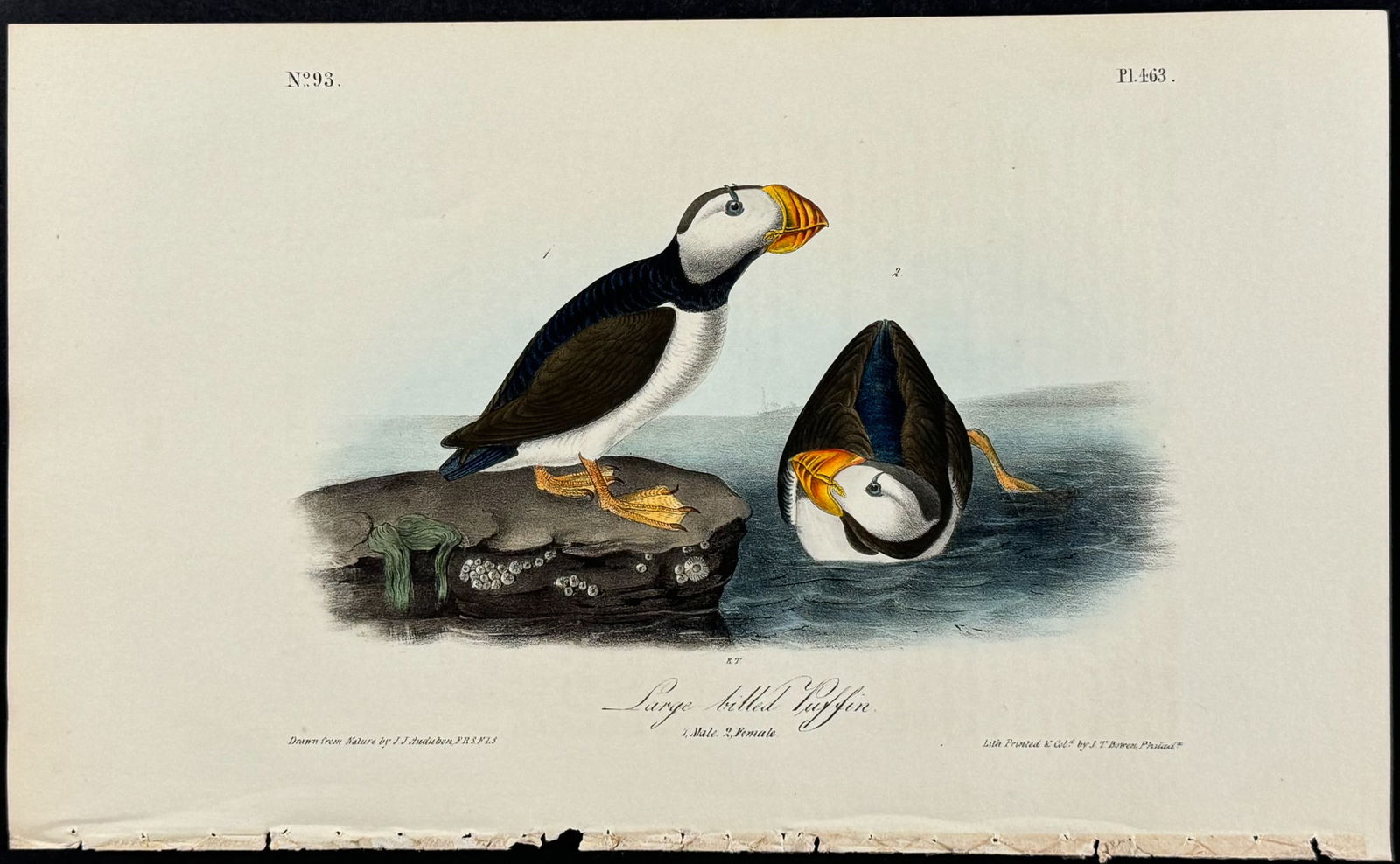 Audubon - Large billed Puffin. 463 (1 of 1)