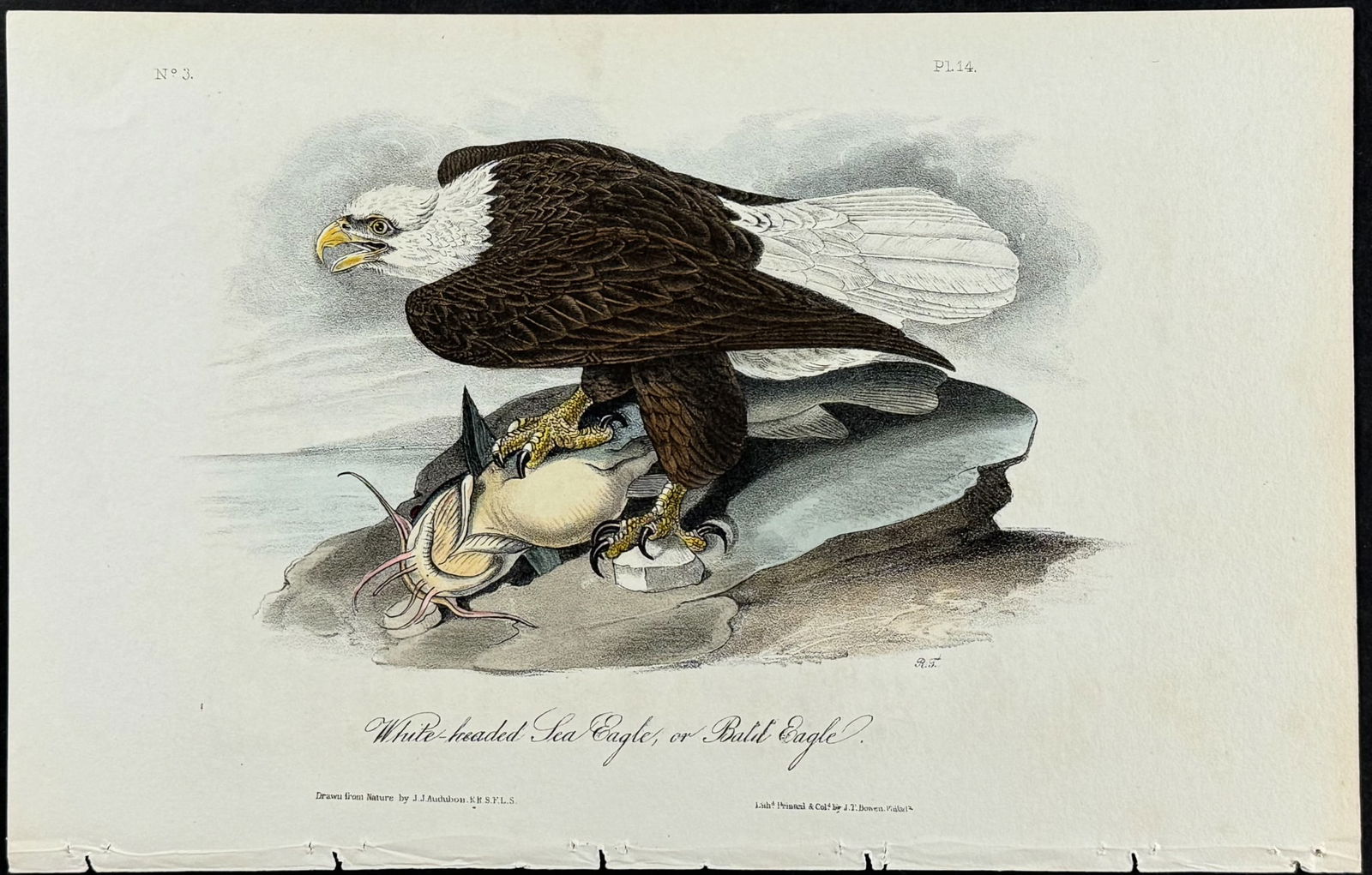 Audubon - White-headed Sea Eagle or Bald Eagle. 14 (1 of 1)