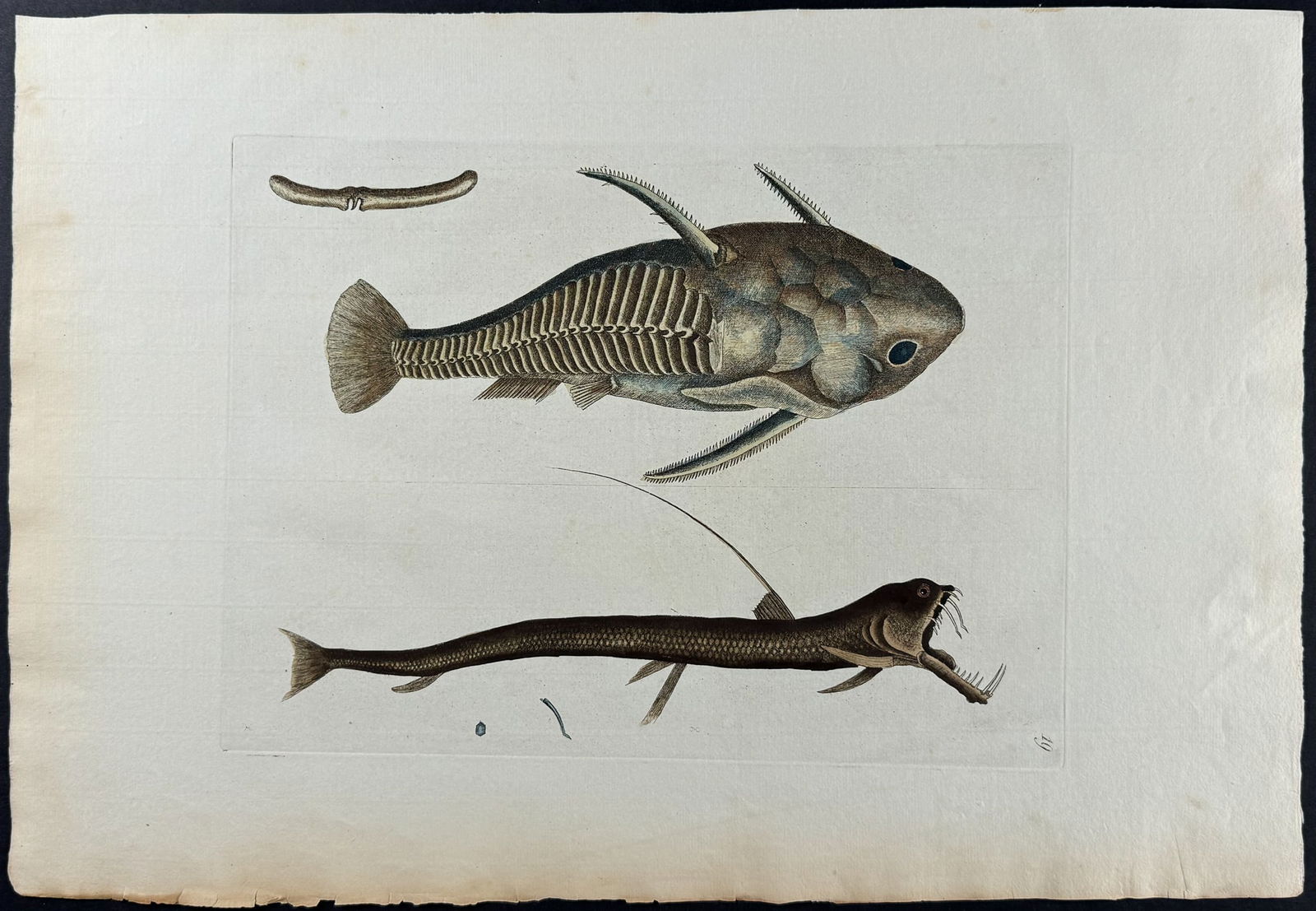 Catesby, Folio - Viper Mouth & Gamora Fish. Sup-19: We are pleased to offer this stunning originally hand-colored engraving from Mark Catesby?s The Natural History of Carolina, Florida and the Bahama Islands: Containing the Figures of Birds, Beasts, Fi