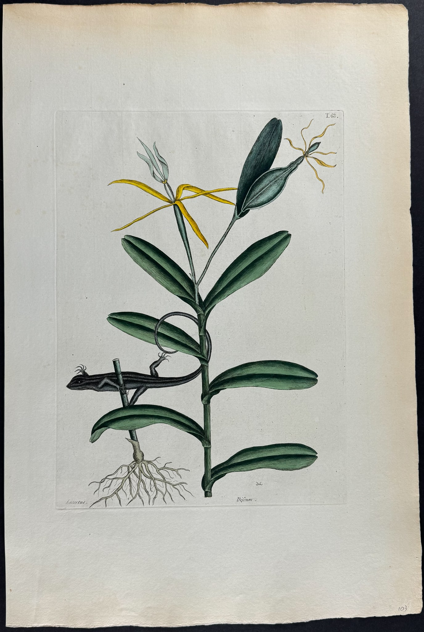Catesby, Folio - Lion Lizard with Bahaman Orchid. 2-68: We are pleased to offer this stunning originally hand-colored engraving from Mark Catesby?s The Natural History of Carolina, Florida and the Bahama Islands: Containing the Figures of Birds, Beasts, Fi