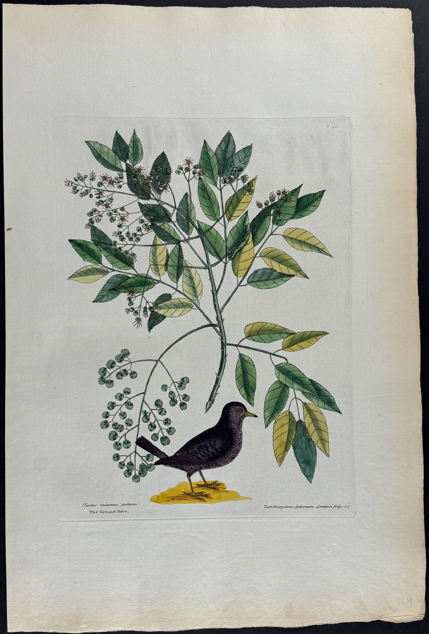 Catesby, Folio - Ground Dove with Pellitory or Tooth-Ach Tree. 1-26: We are pleased to offer this stunning originally hand-colored engraving from Mark Catesby?s The Natural History of Carolina, Florida and the Bahama Islands: Containing the Figures of Birds, Beasts, Fi