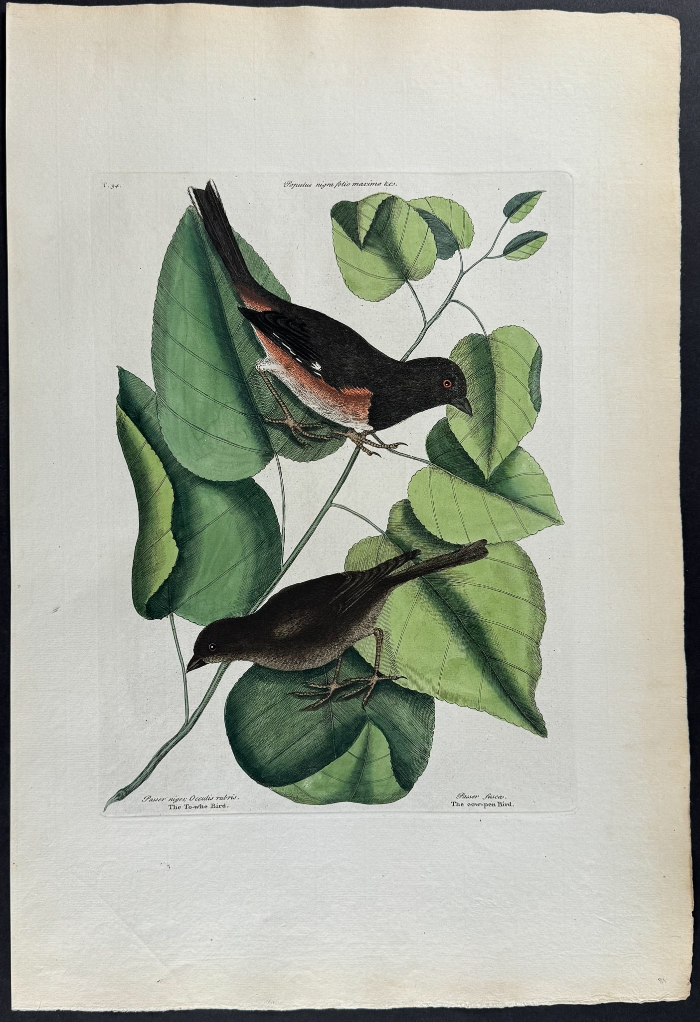 Catesby, Folio - Towhe Bird & Cowpen Bird with Black Poplar of Carolina. 1-34: We are pleased to offer this stunning originally hand-colored engraving from Mark Catesby?s The Natural History of Carolina, Florida and the Bahama Islands: Containing the Figures of Birds, Beasts, Fi
