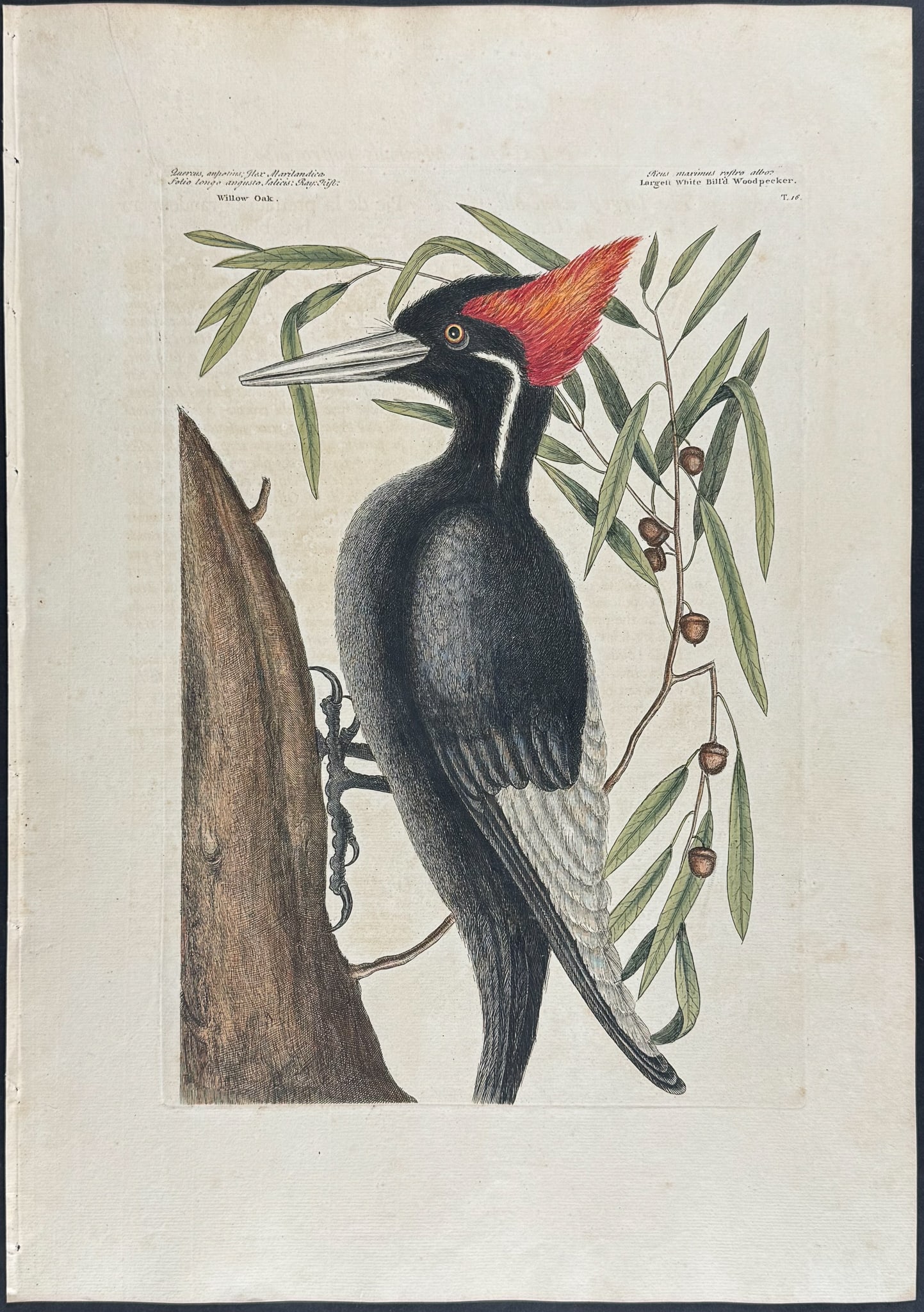 Catesby, Folio - Ivory-billed Woodpecker (Extinct, Largest White billed Woodpecker) with Willow-Oak.: We are pleased to offer this stunning originally hand-colored engraving from Mark Catesby?s The Natural History of Carolina, Florida and the Bahama Islands: Containing the Figures of Birds, Beasts, Fi