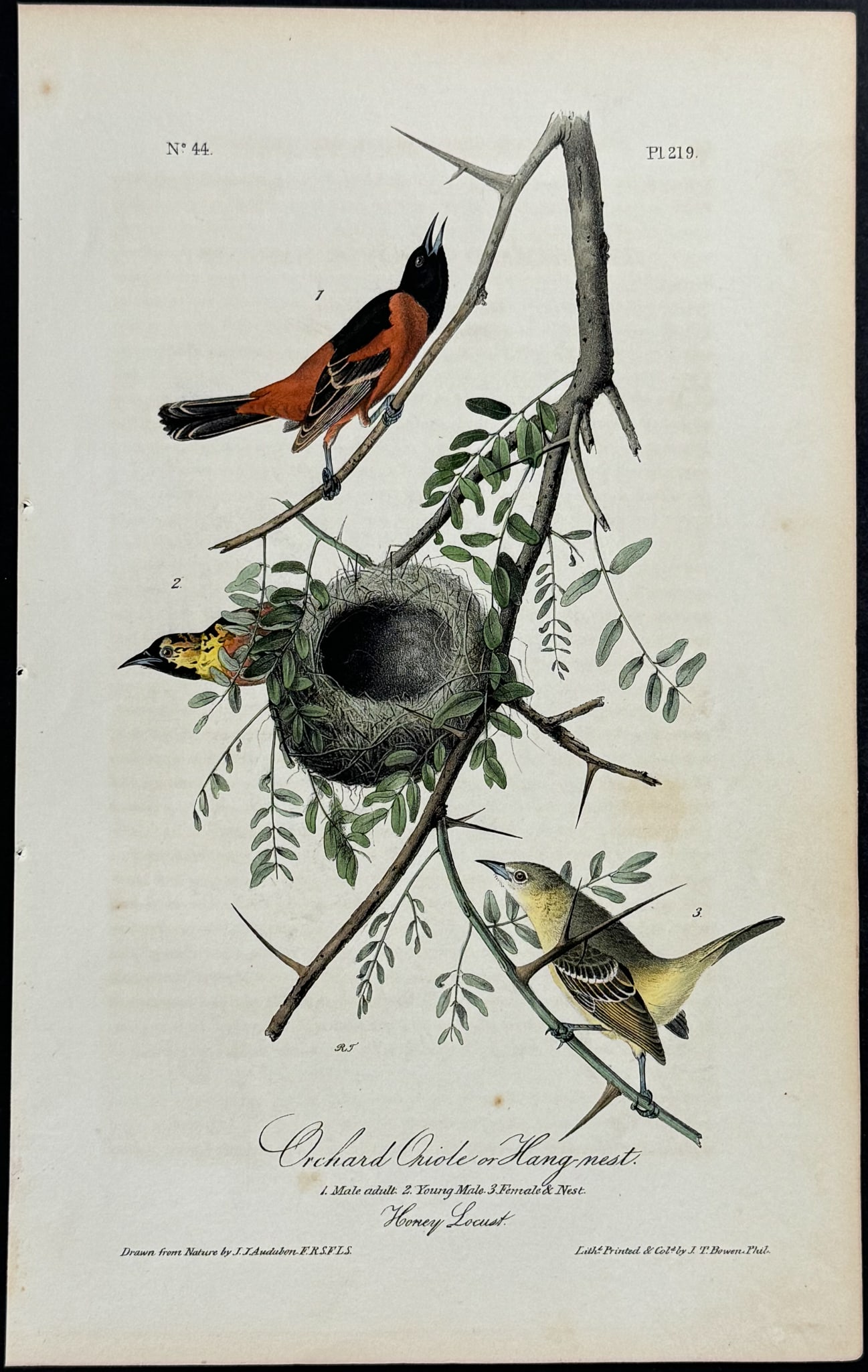 Audubon - Orchard Oriole or Hang-nest. 219 (1 of 1)