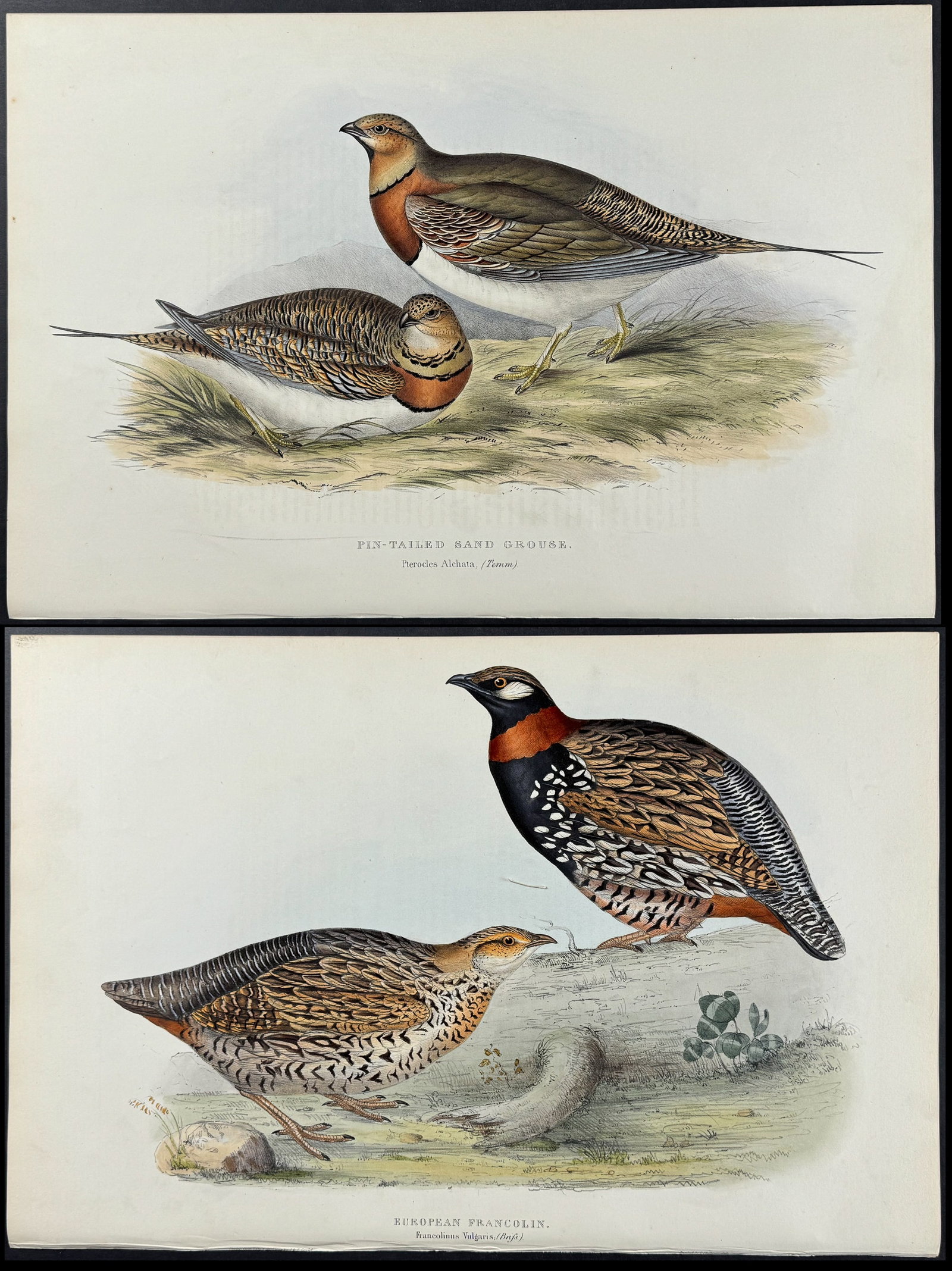 Gould - 3 Grouse or Francolin Lithographs: Included in this lot: Sand Grouse Pin-tailed Sand Grouse European Francolin Description of the work: This remarkable ornithology lithograph with hand-finished color is from the esteemed John Gould?s T