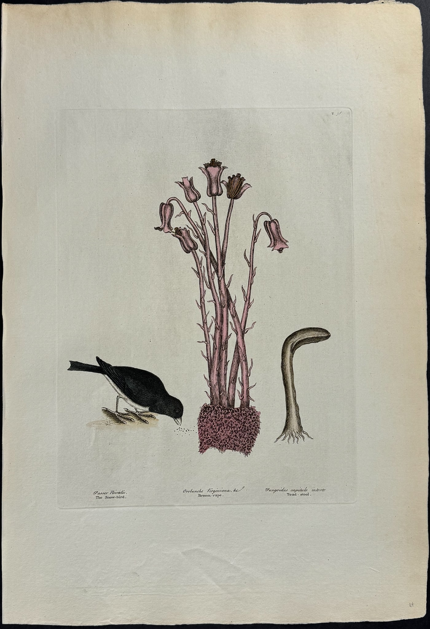 Catesby, Folio - Snow Bird with Broom Rape & Toadstool. 1-36: We are pleased to offer this stunning originally hand-colored engraving from Mark Catesby?s The Natural History of Carolina, Florida and the Bahama Islands: Containing the Figures of Birds, Beasts, Fi