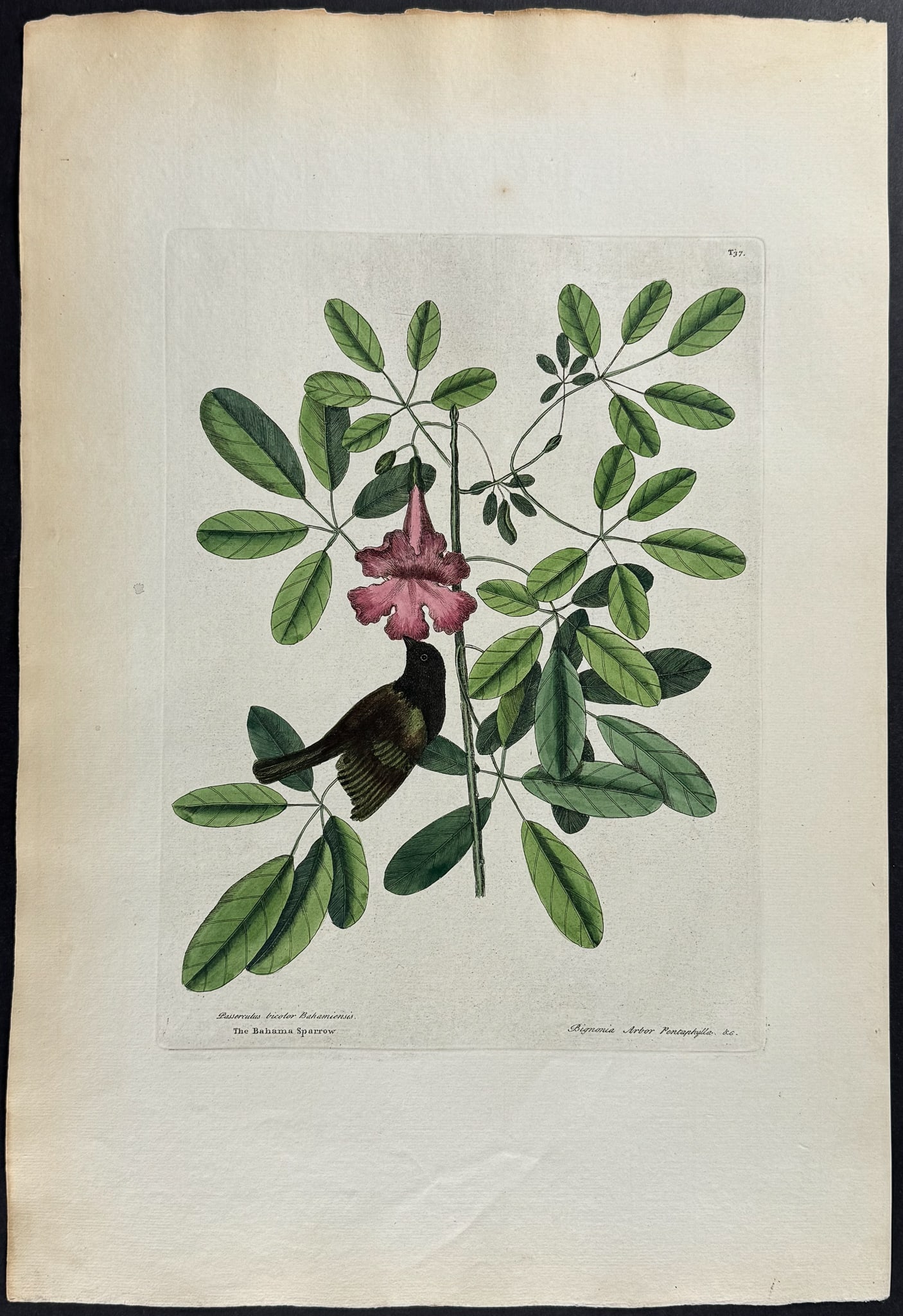 Catesby, Folio - Bahama Sparrow with Bignonia. 1-37: We are pleased to offer this stunning originally hand-colored engraving from Mark Catesby?s The Natural History of Carolina, Florida and the Bahama Islands: Containing the Figures of Birds, Beasts, Fi