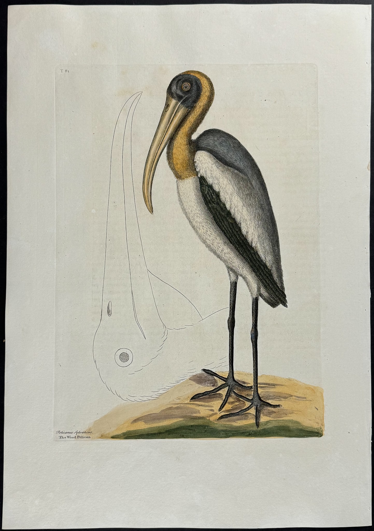 Catesby, Folio - Wood Pelican. 1-81: We are pleased to offer this stunning originally hand-colored engraving from Mark Catesby?s The Natural History of Carolina, Florida and the Bahama Islands: Containing the Figures of Birds, Beasts, Fi