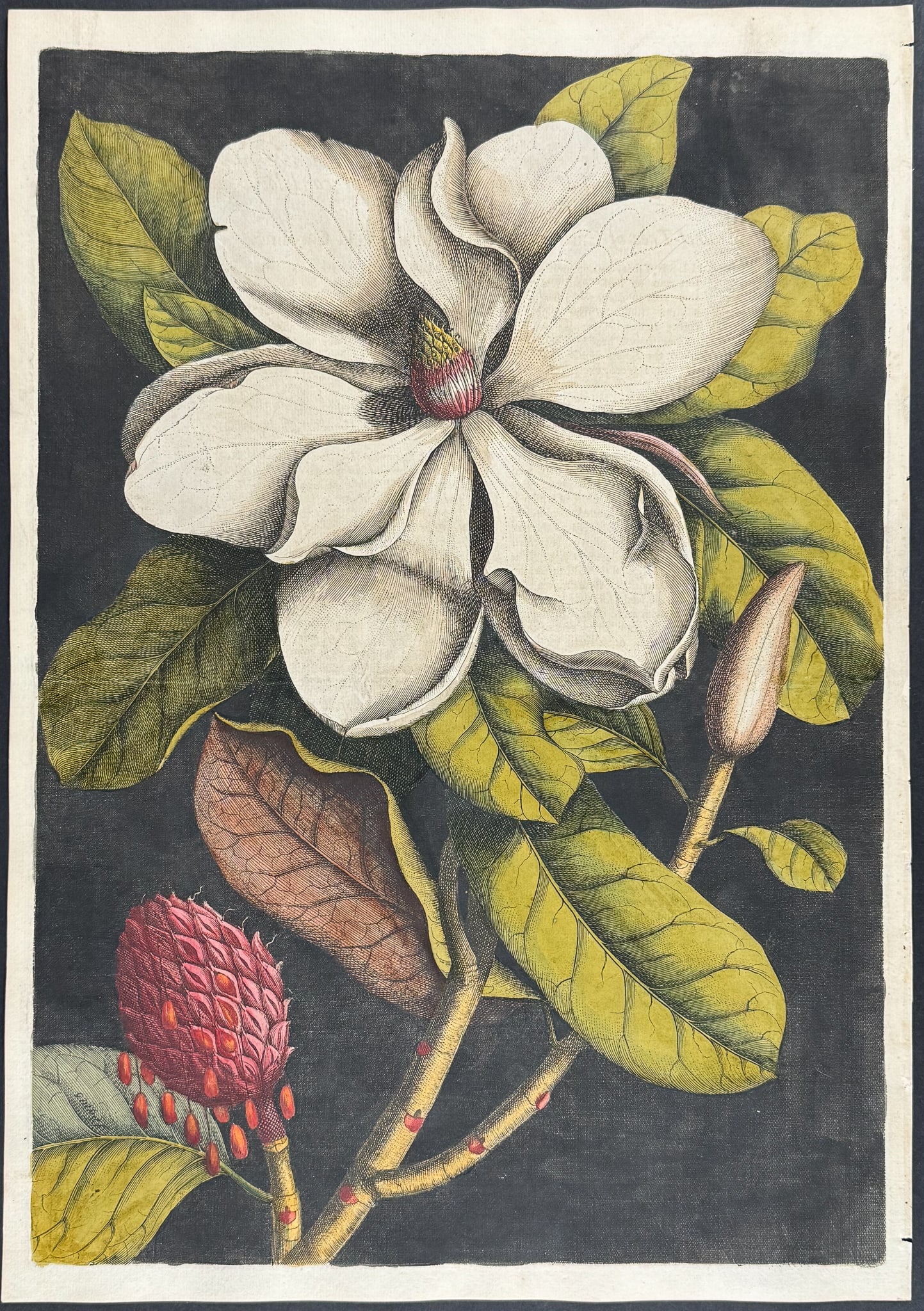 Catesby, Folio - Magnolia or Laurel-Tree of Carolina. 2-61: We are pleased to offer this stunning originally hand-colored engraving from Mark Catesby?s The Natural History of Carolina, Florida and the Bahama Islands: Containing the Figures of Birds, Beasts, Fi