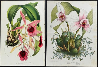 Van Houtte - 5 Orchid Prints