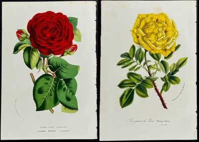 Van Houtte - Pair of Rose Prints