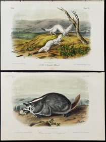 Audubon - 6 Quadruped Lithographs