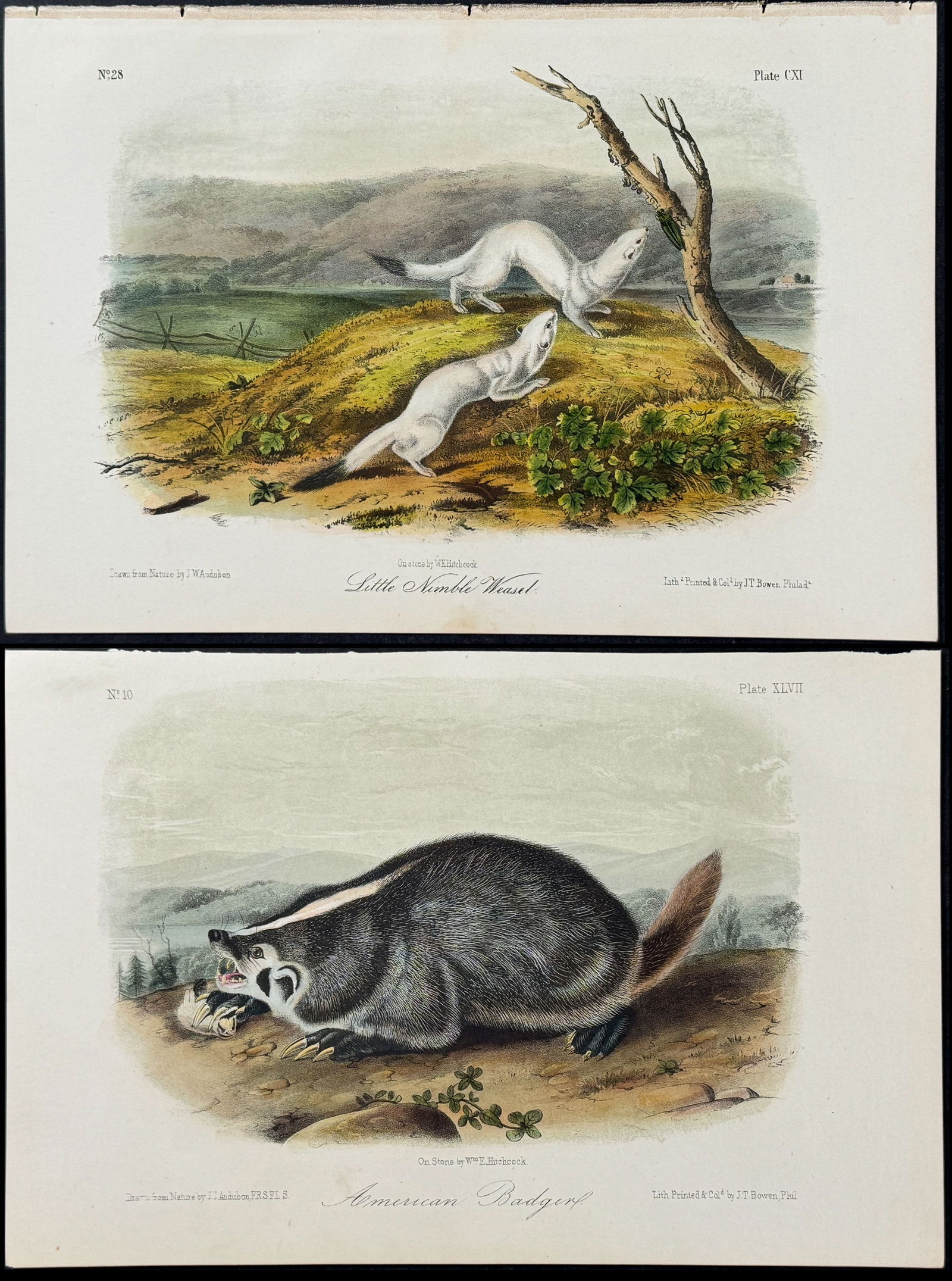 Audubon - 6 Quadruped Lithographs (1 of 7)