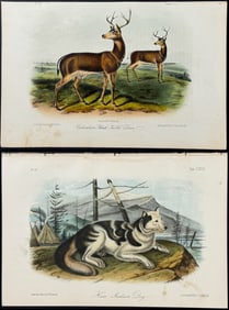 Audubon - 7 Quadruped Lithographs
