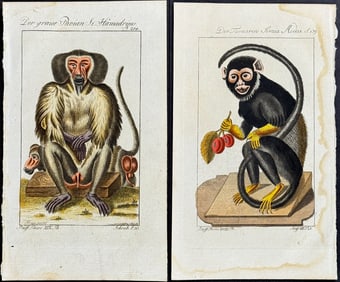 Buffon - 4 Monkey or Primate Engravings + Quadruped Frontispiece