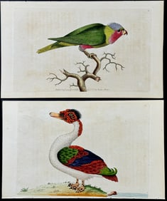Shaw & Nodder - Pair of Bird Engravings