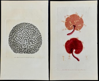 Shaw & Nodder - 6 Sea Life Engraving