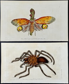 Shaw & Nodder - 7 Insect, Entomology, or Arachnid Engravings