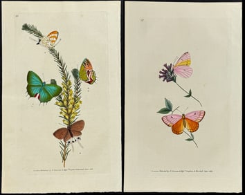 Donovan - Pair of Butterfly Engravings