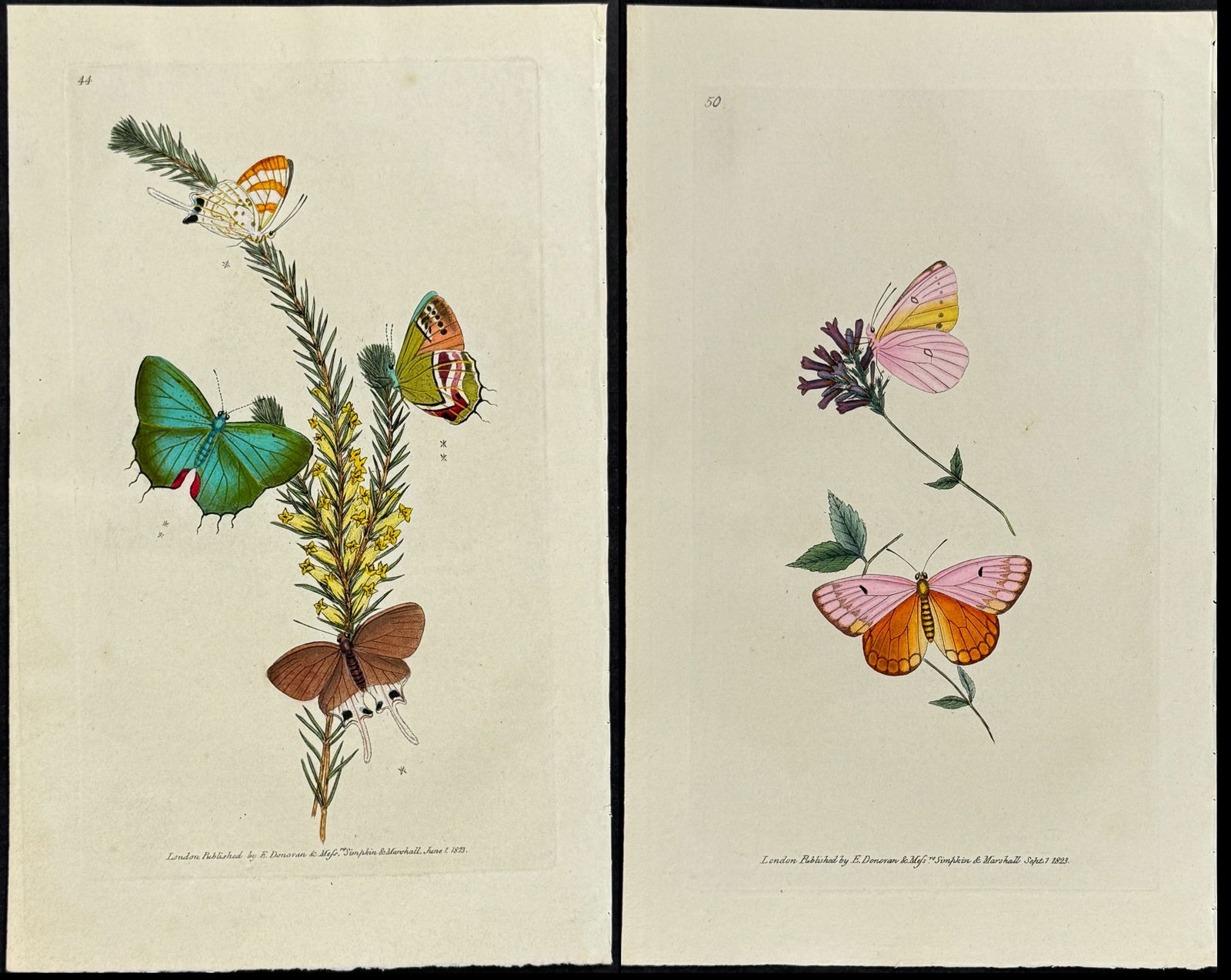 Donovan - Pair of Butterfly Engravings (1 of 3)