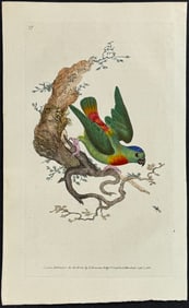 Donovan - Sapphire Crowned Parrakeet. 17